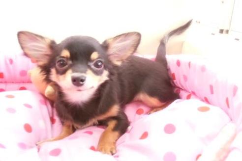 成約済の大阪府のチワワ-449の3枚目